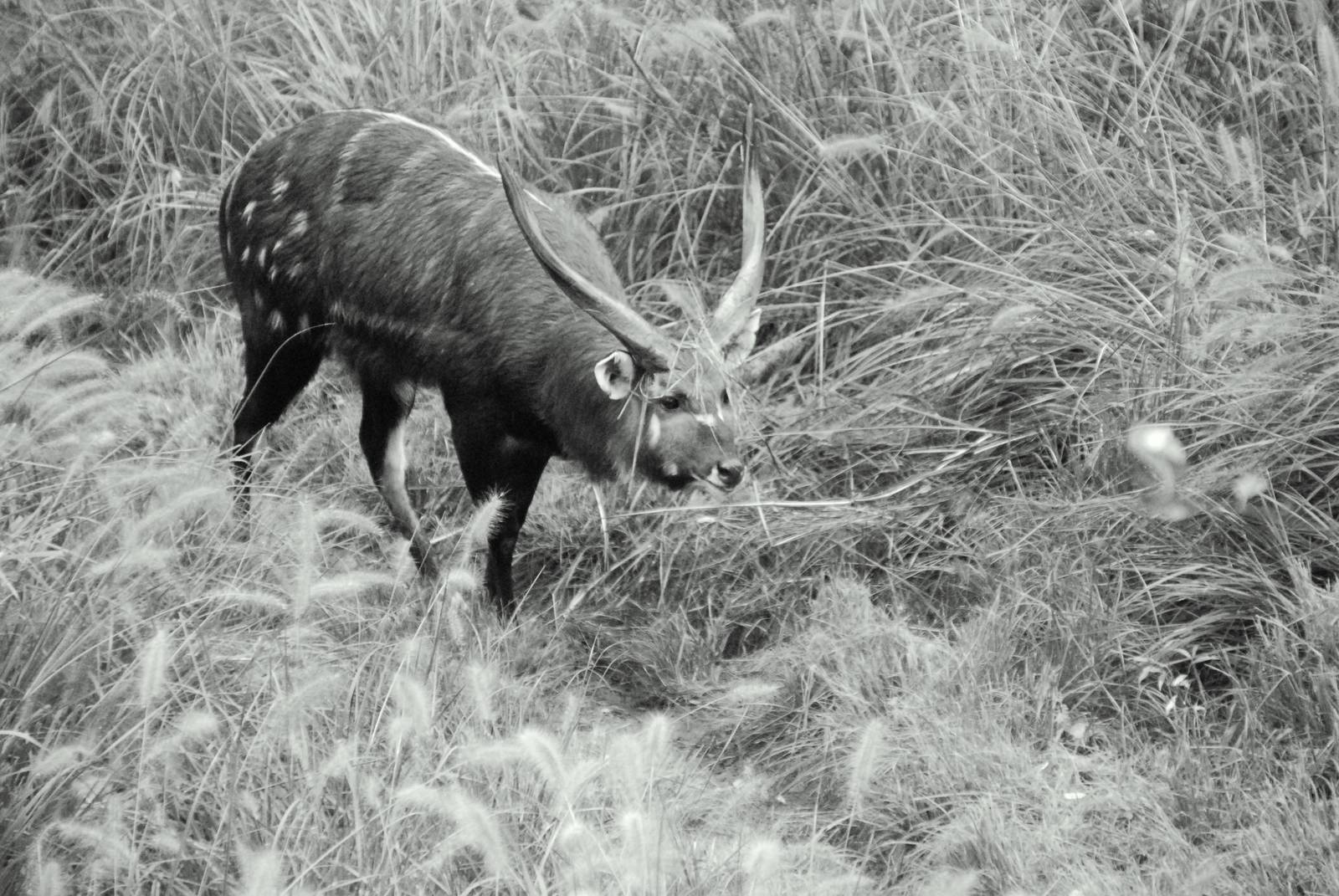 East African Sitatunga