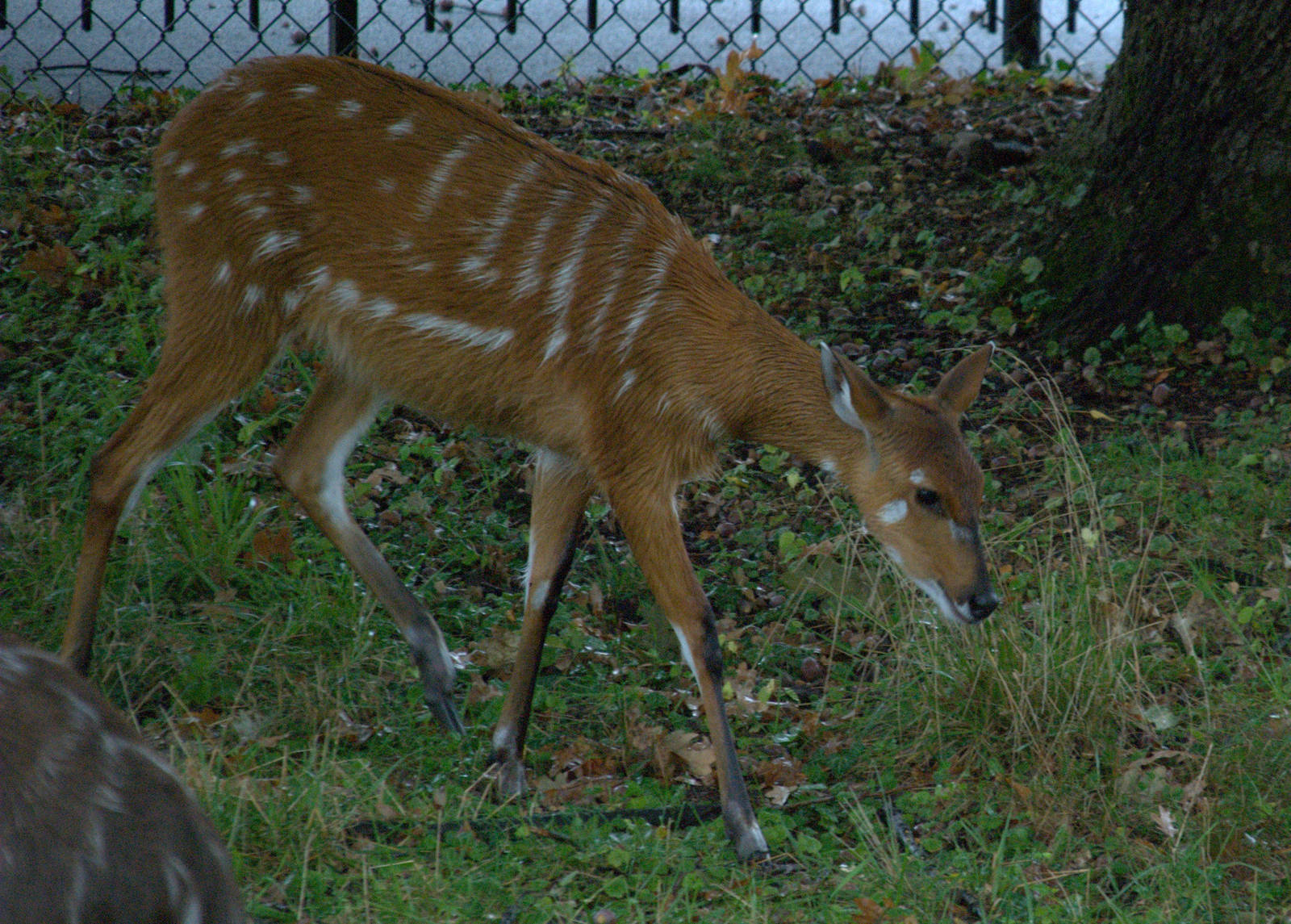 East African Sitatunga
