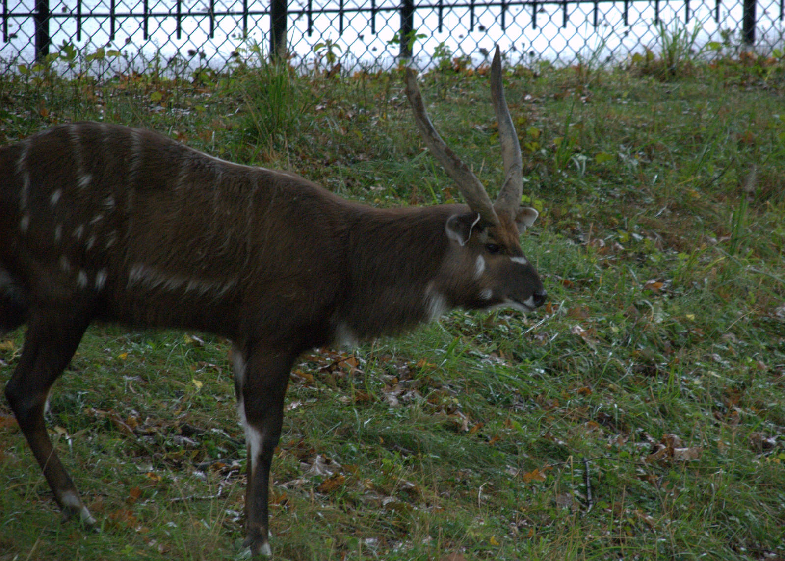 East African Sitatunga