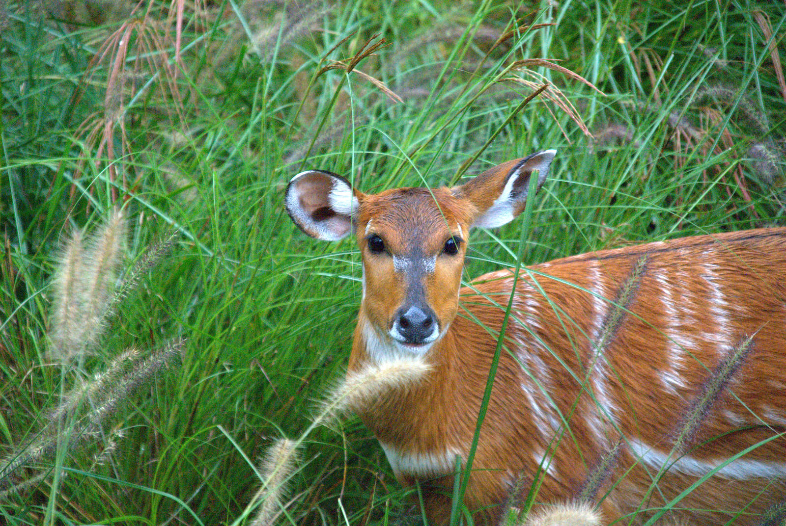East African Sitatunga