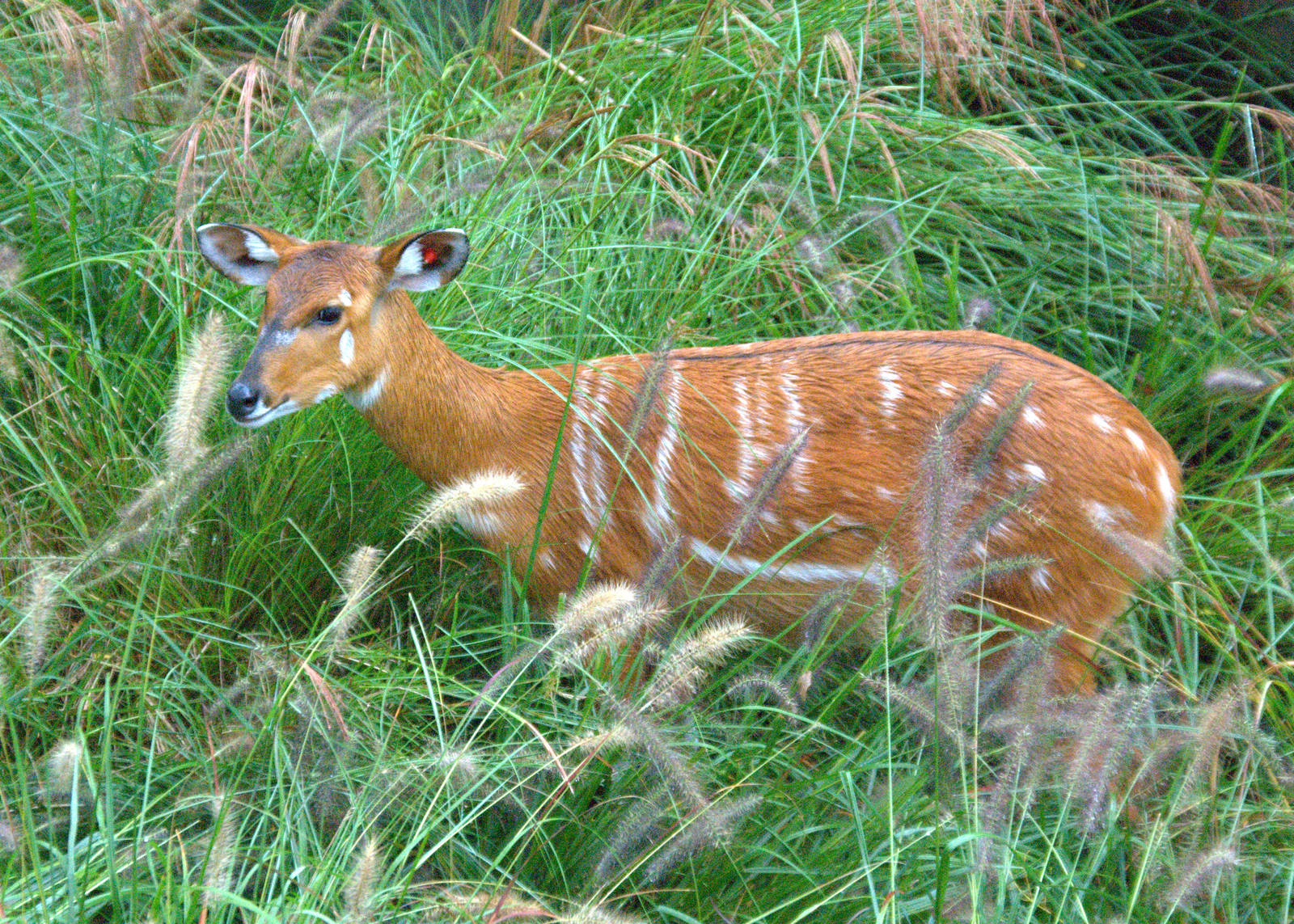 East African Sitatunga