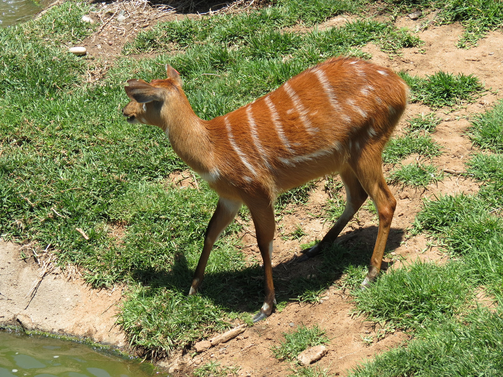 East African Sitatunga
