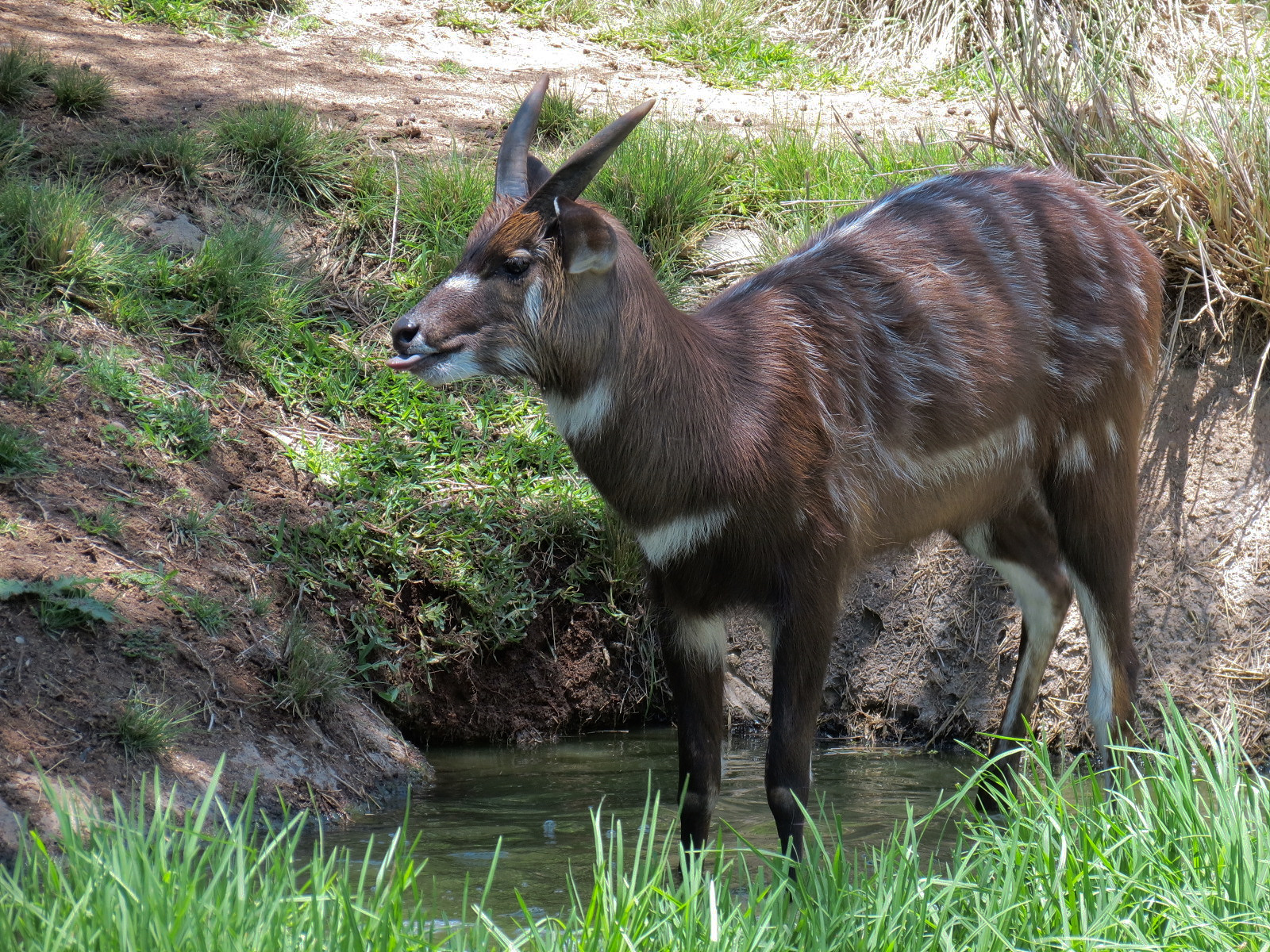 East African Sitatunga