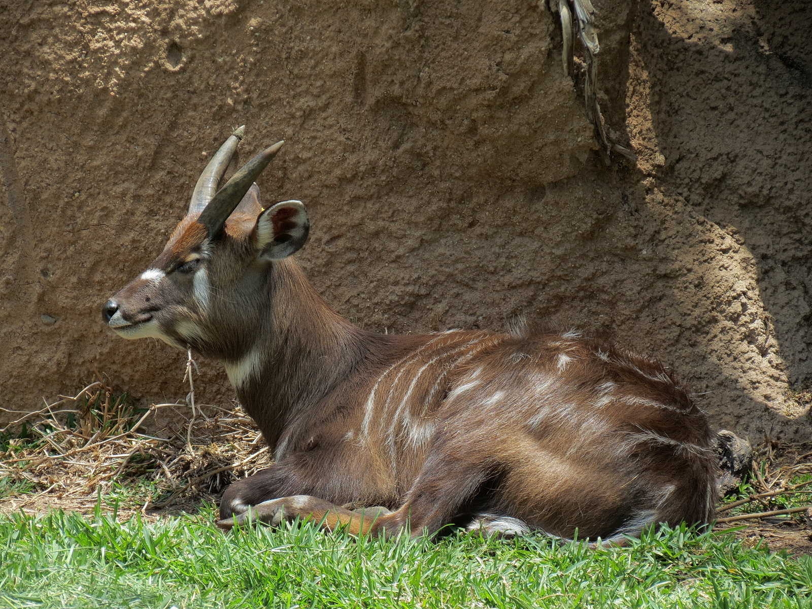 East African Sitatunga