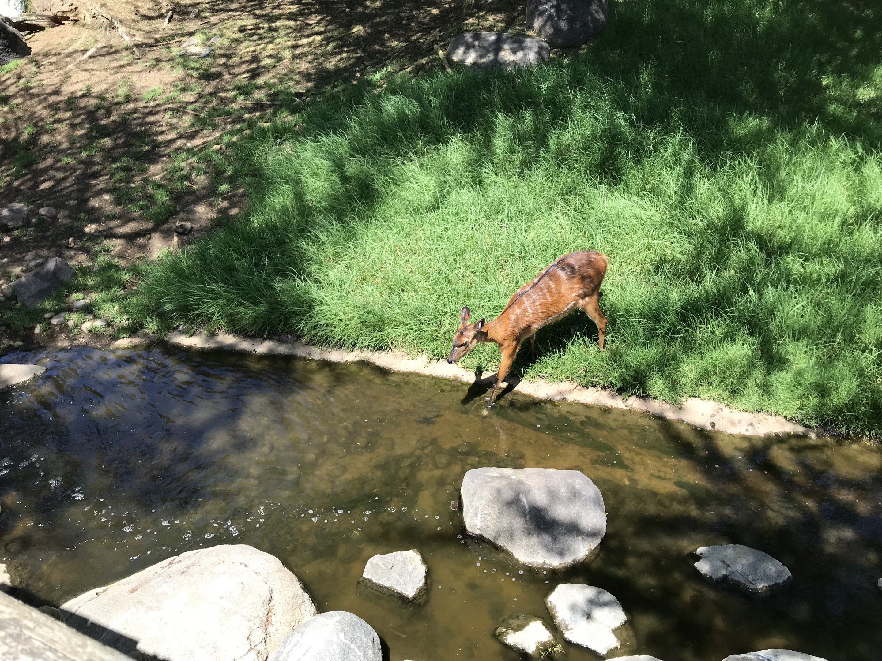 East African Sitatunga