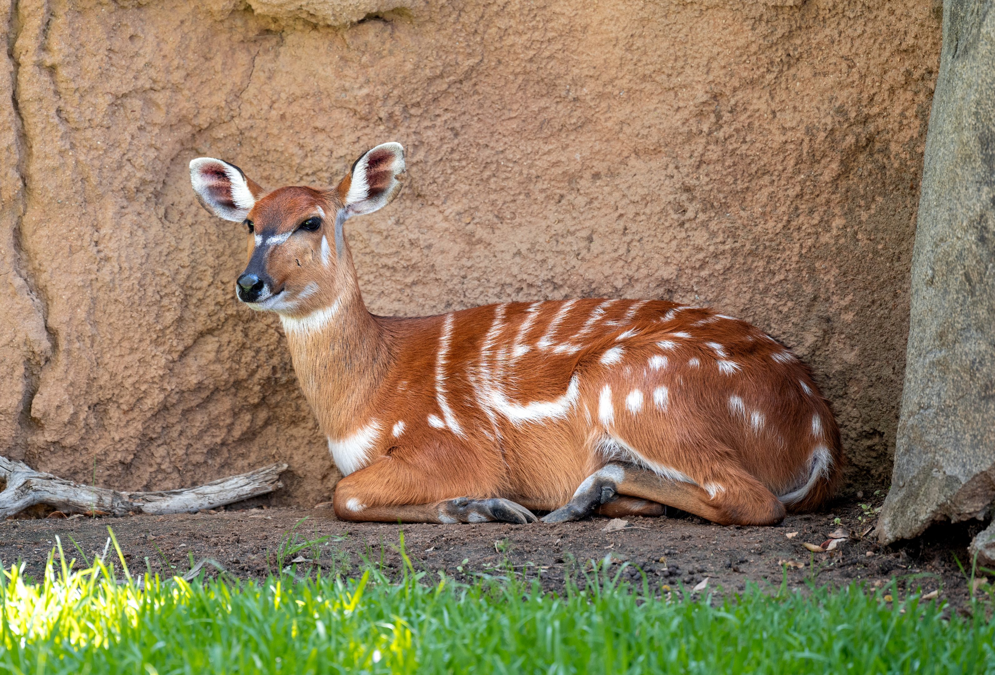 East African Sitatunga