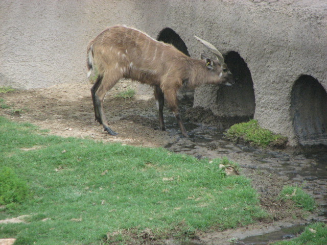East-African sititunga