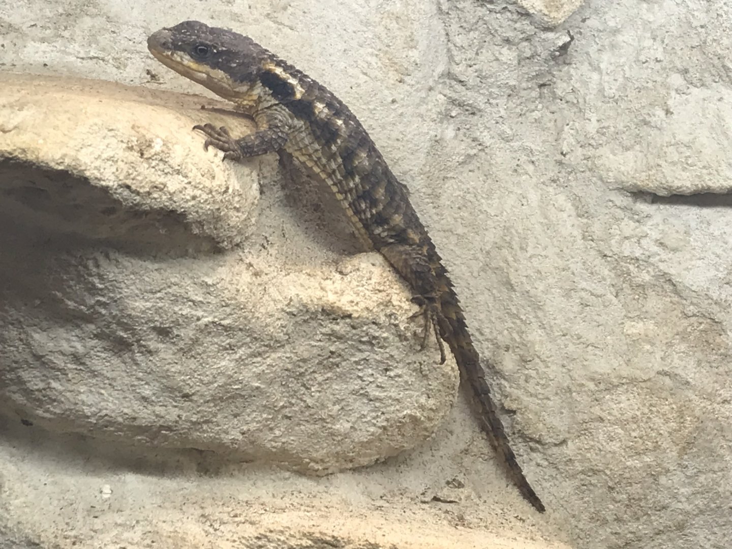 East African spiny-tailed lizard 130719