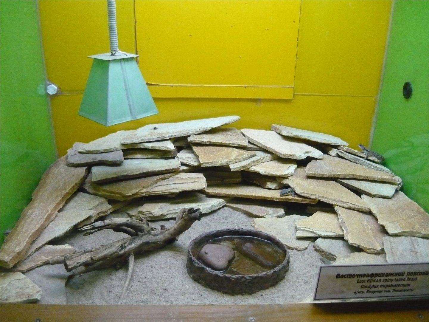 East African spiny-tailed lizard (Cordylus tropidosternum) exhibit