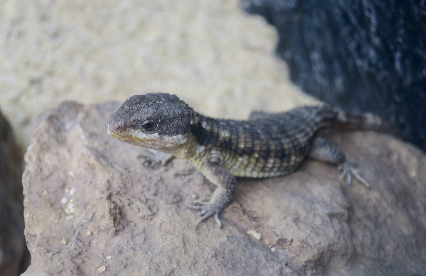 East African Spiny-Tailed Lizard (Cordylus tropidosternum)