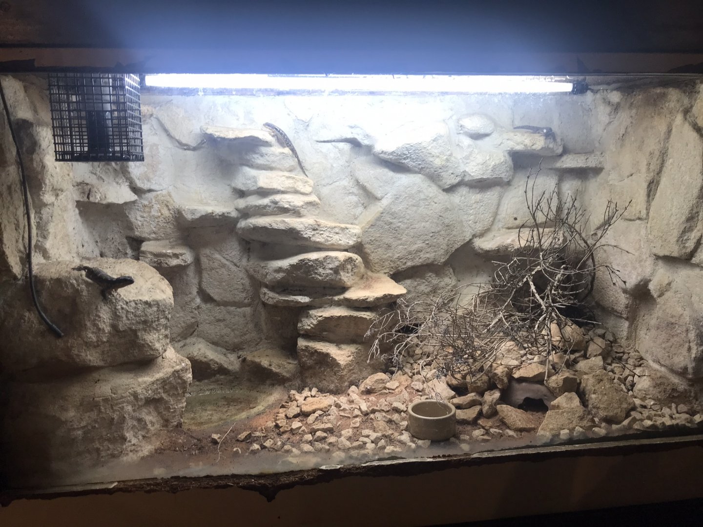 East African spiny-tailed lizard exhibit 130719