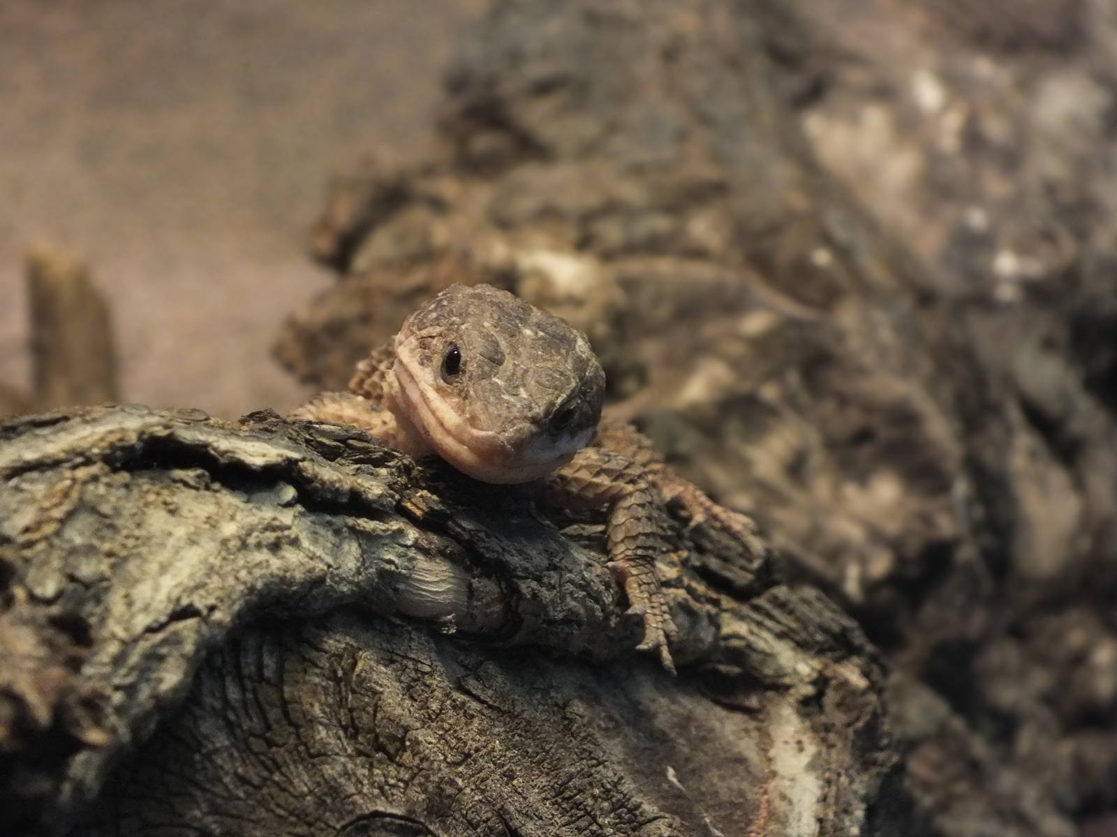East African Spiny-tailed Lizard