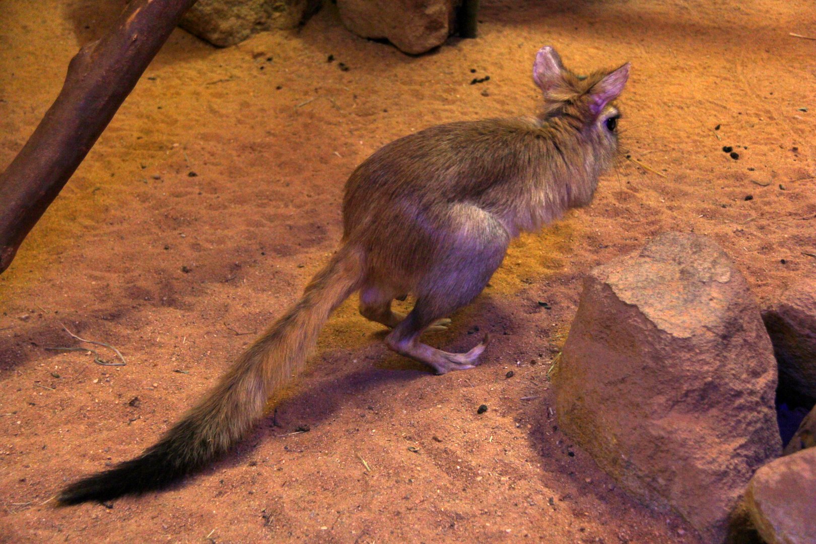 East African Springhare (Pedetes surdaster)