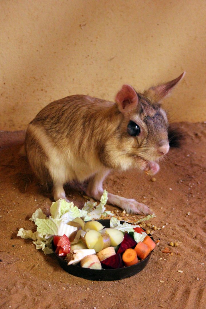 East African springhare (Pedetes surdaster)