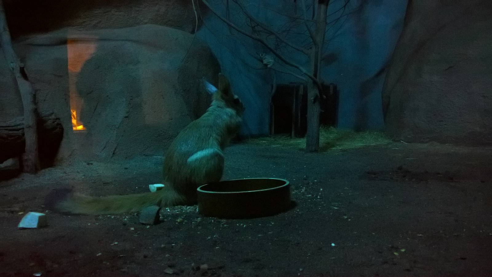 East African springhare