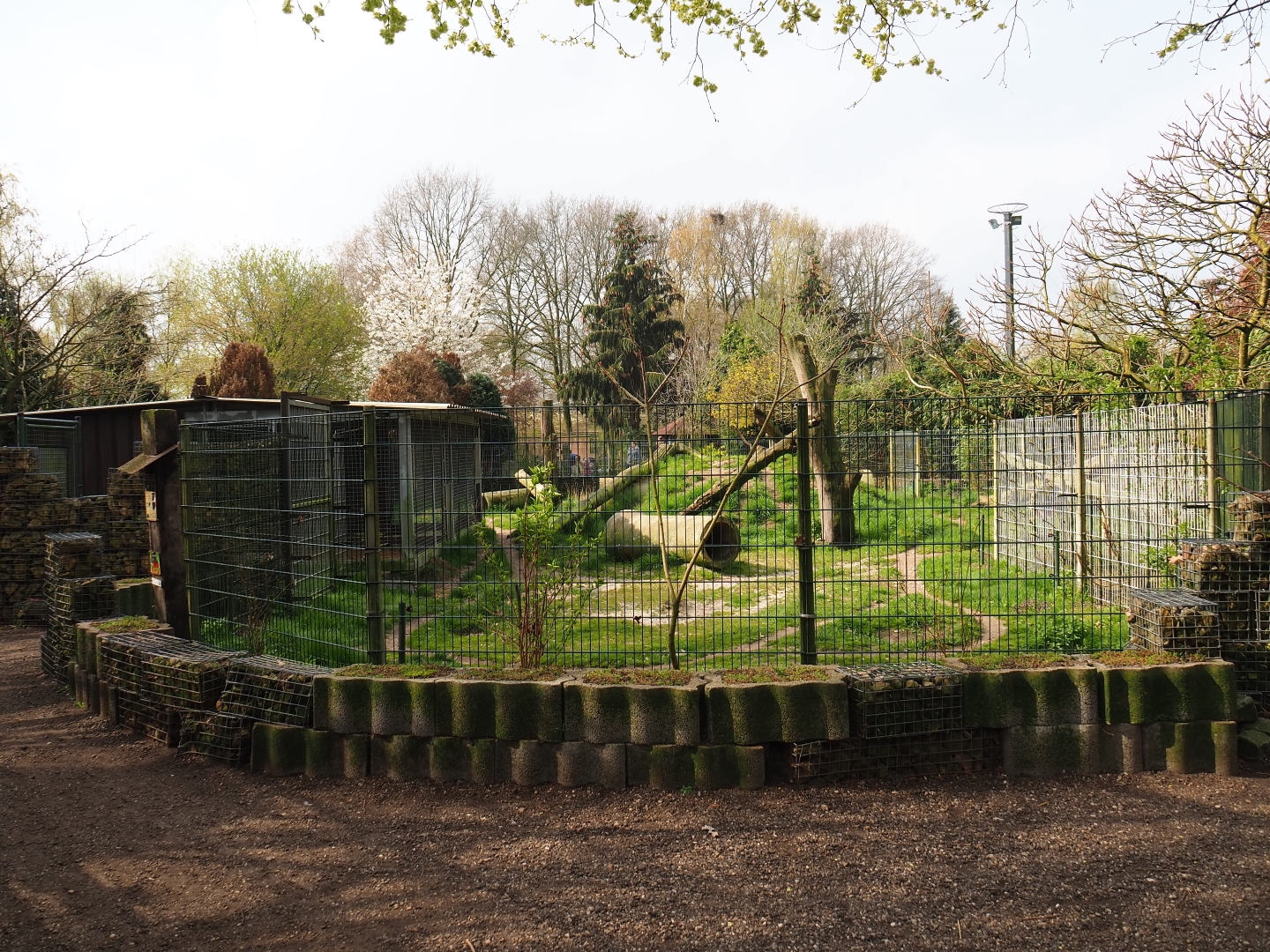 East African striped hyena exhibit, 2019-04-06
