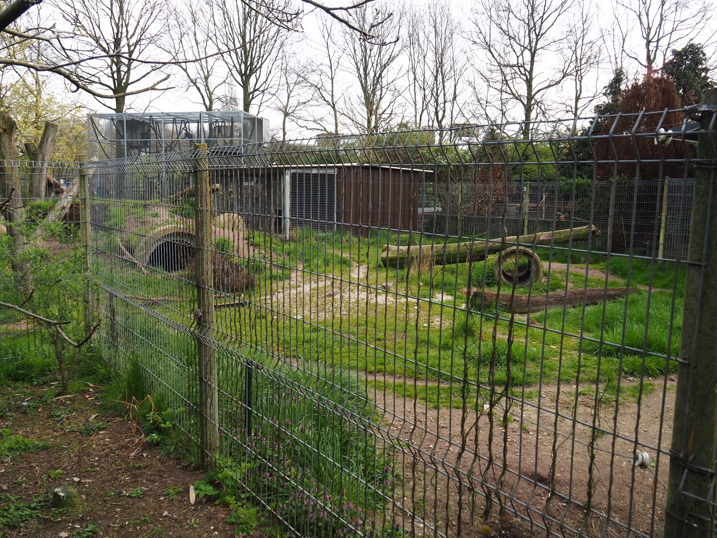 East African striped hyena exhibit, 2019-04-06