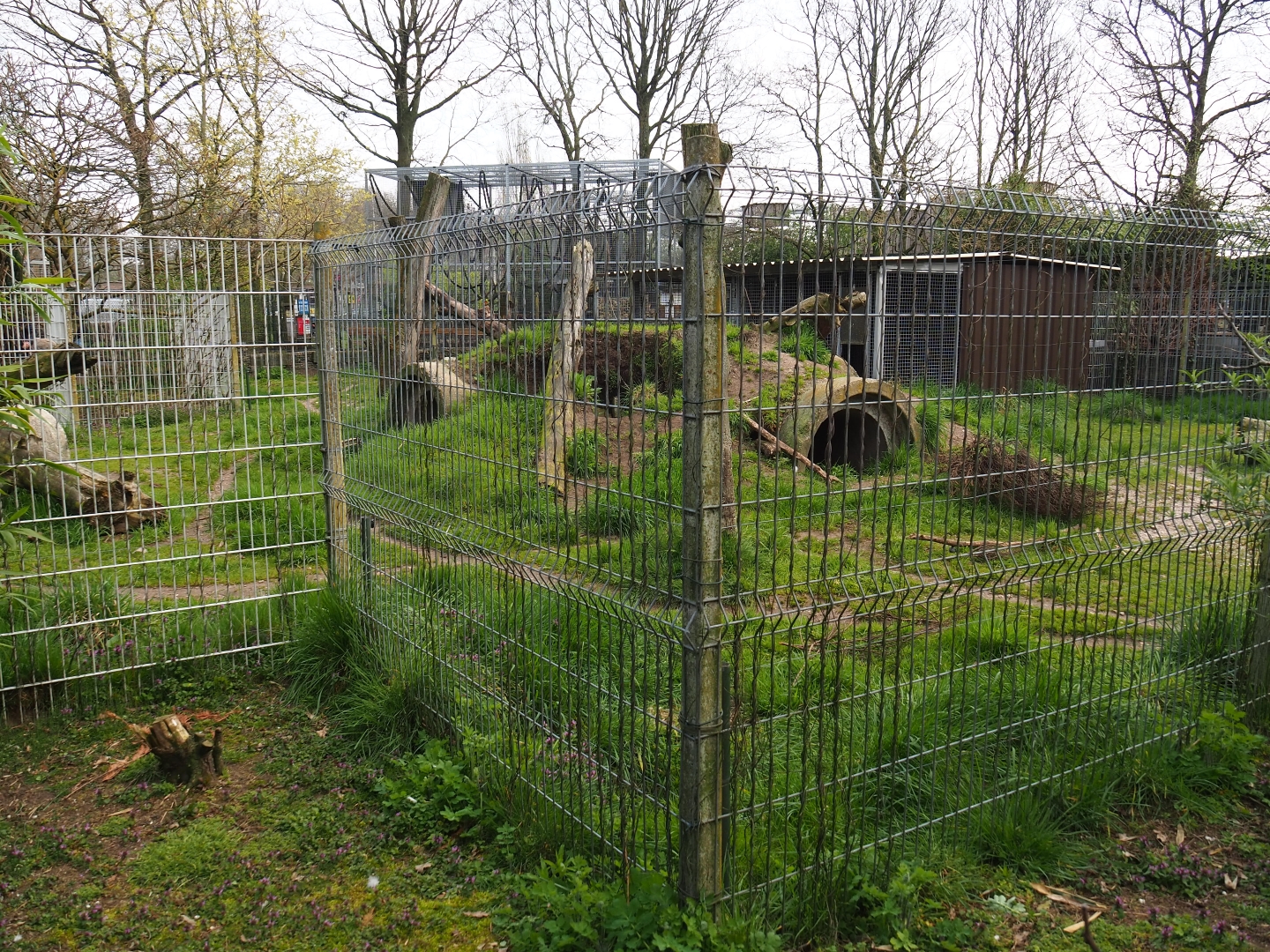 East African striped hyena exhibit, 2019-04-06