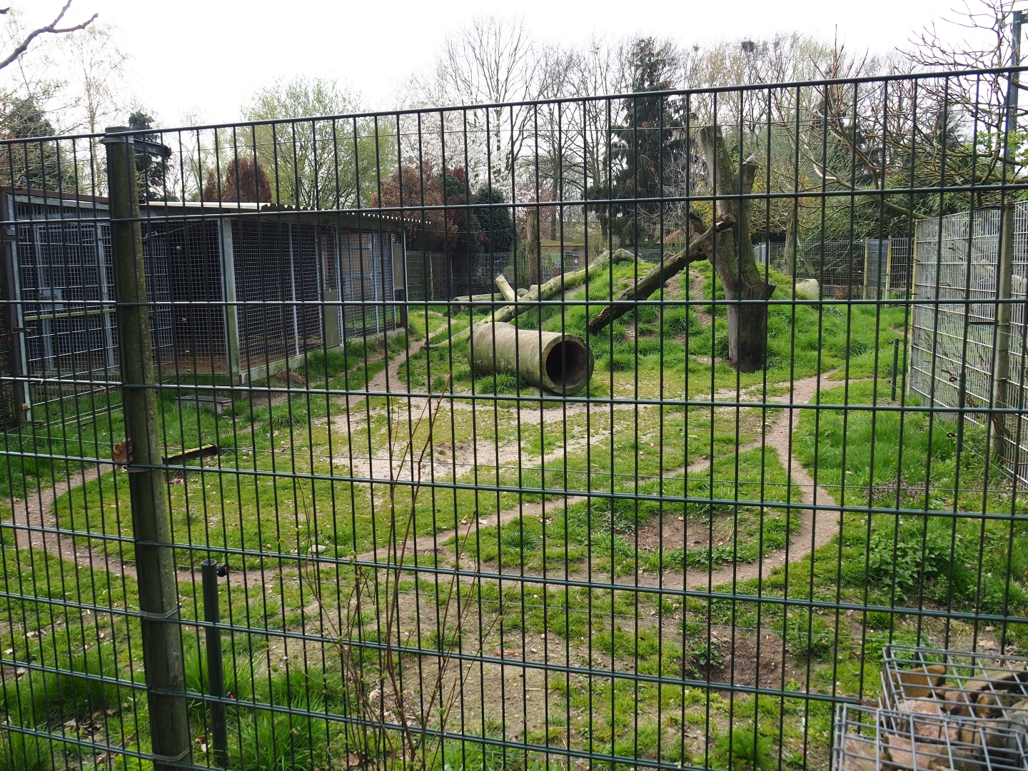 East African striped hyena exhibit, 2019-04-06