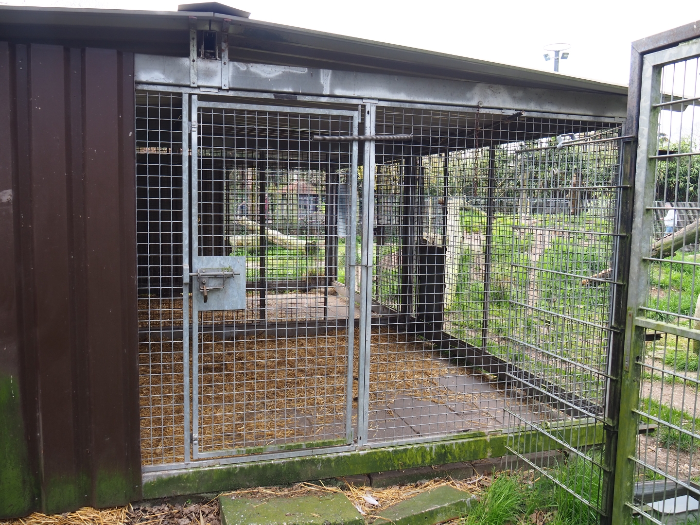 East African striped hyena holding, 2019-04-06