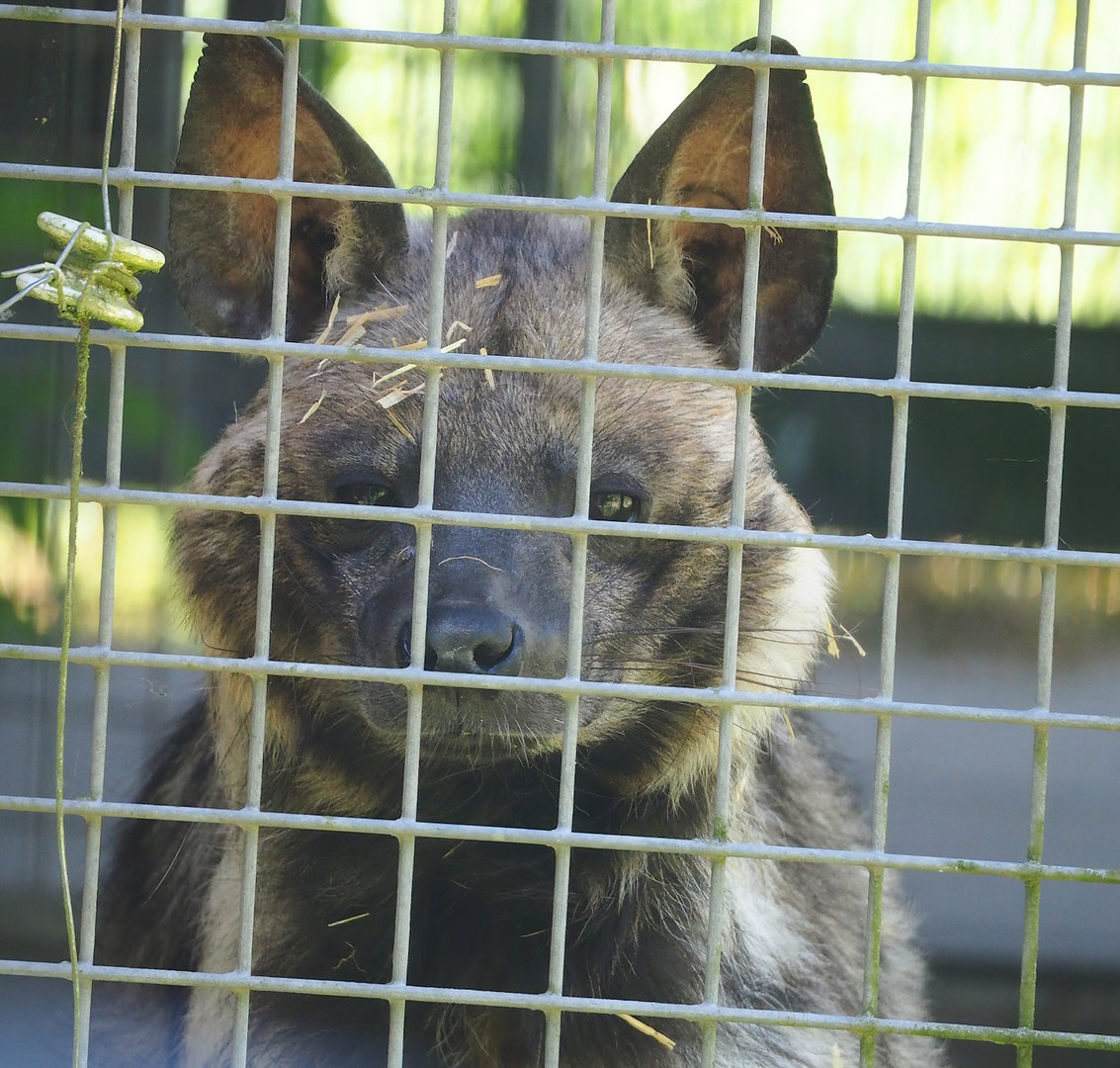 East African Striped hyena (Hyaena hyaena dubbah), 2023-05-31
