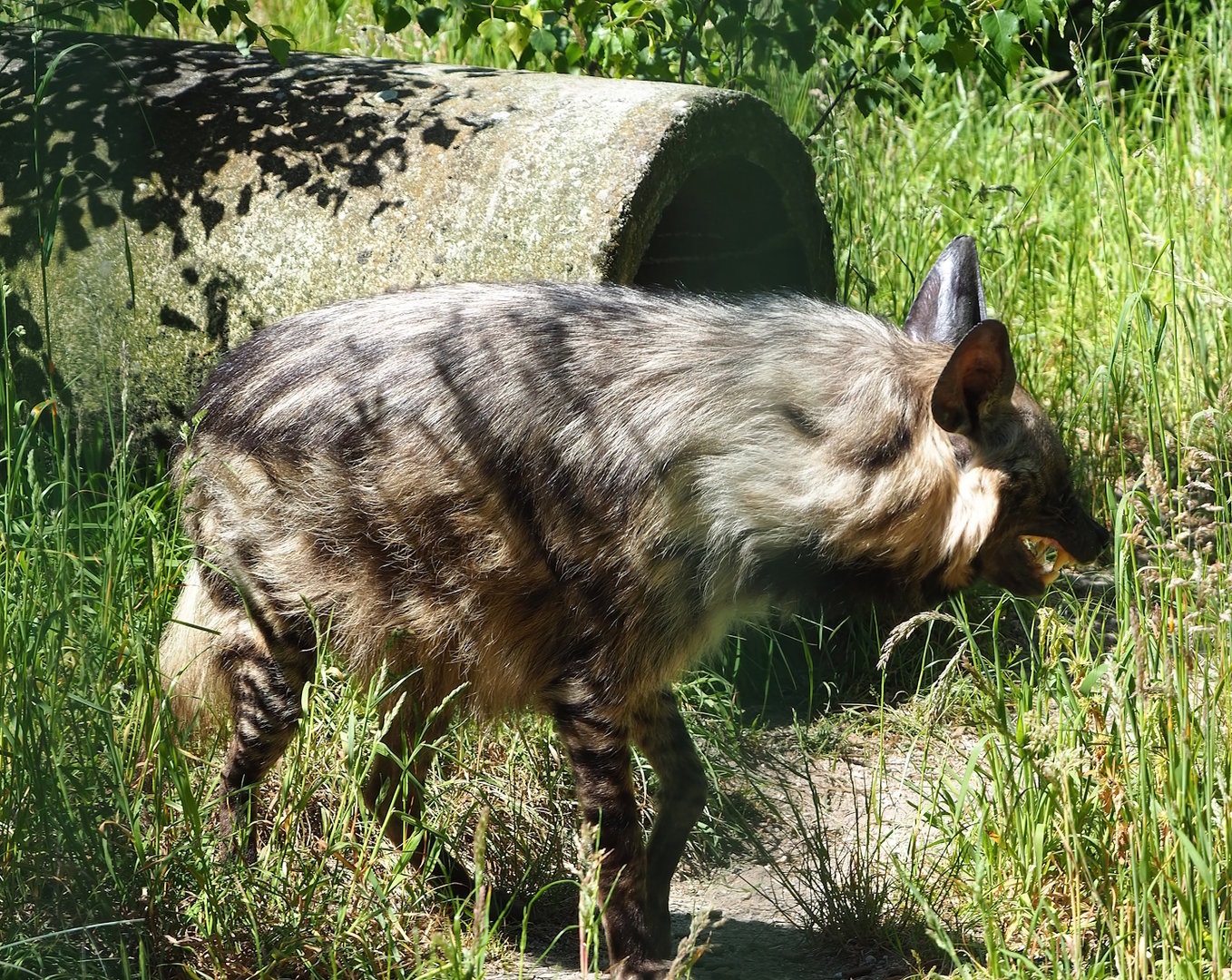 East African Striped hyena (Hyaena hyaena dubbah), 2023-05-31