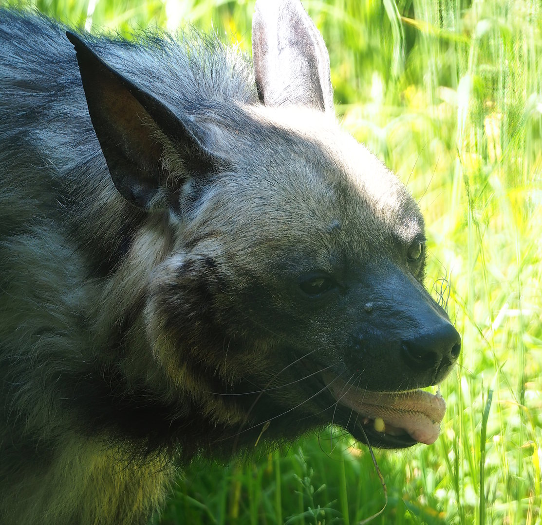 East African Striped hyena (Hyaena hyaena dubbah), 2023-05-31