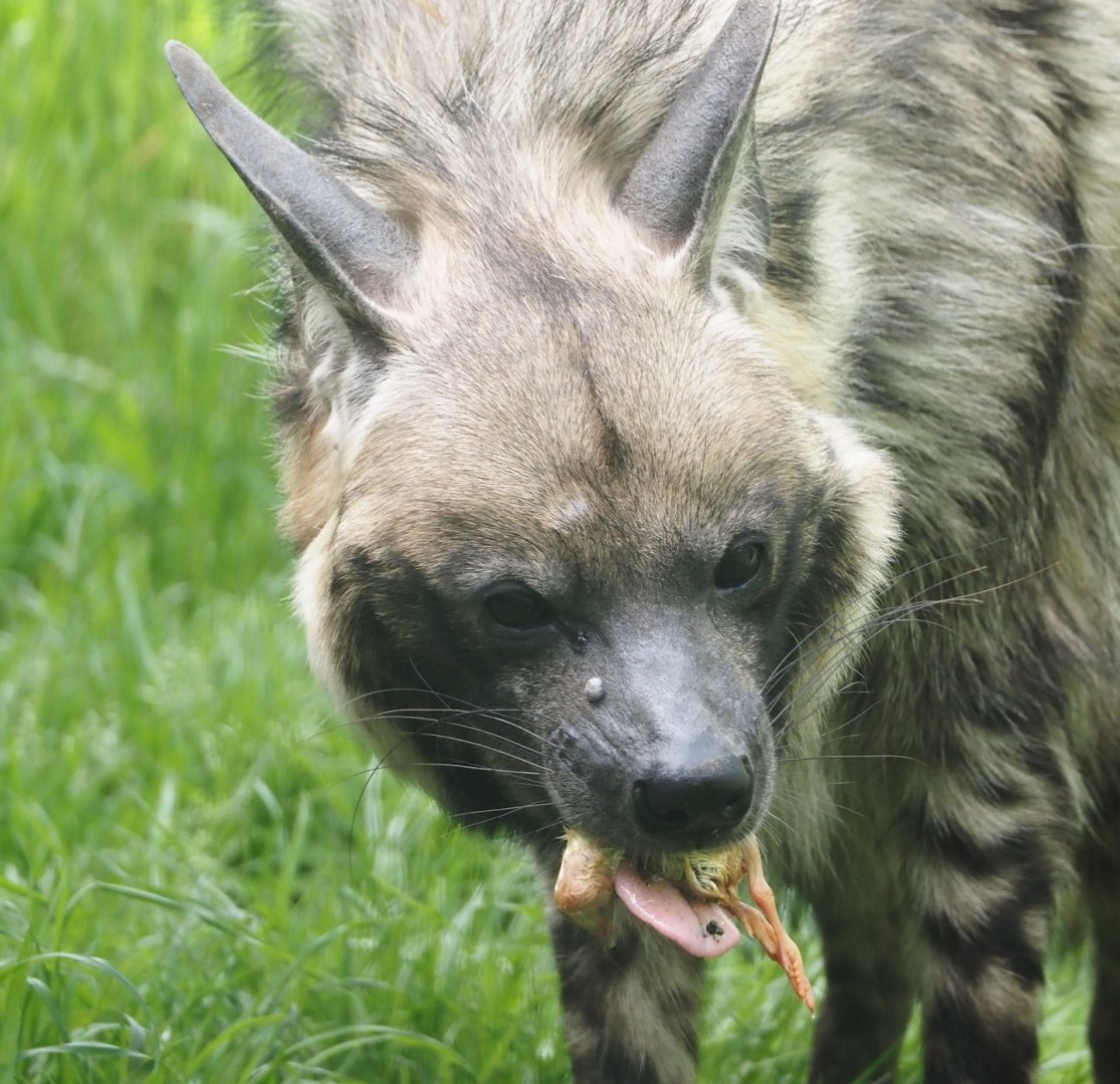 East African Striped hyena (Hyaena hyaena dubbah), 2024-04-14