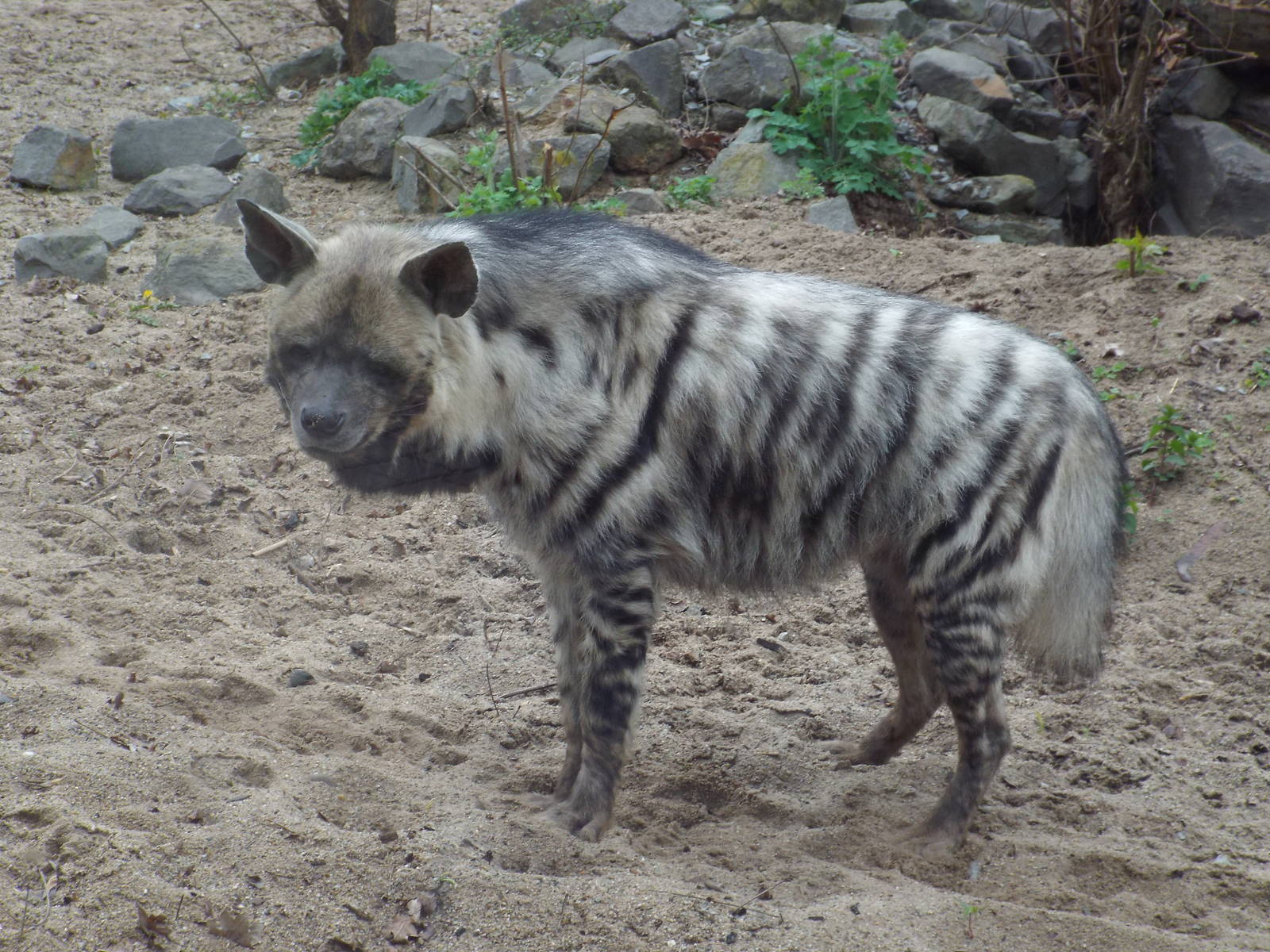 East African Striped Hyena (Hyaena hyaena dubbah) at Zoologischer Garten Ma