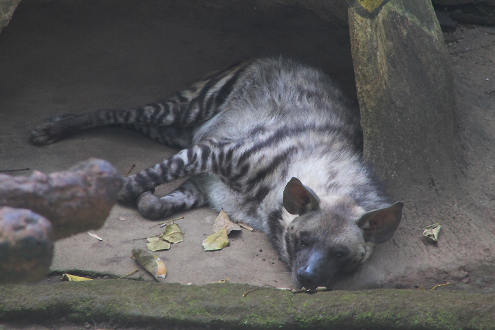 East African striped hyena (Hyaena hyaena dubbah)