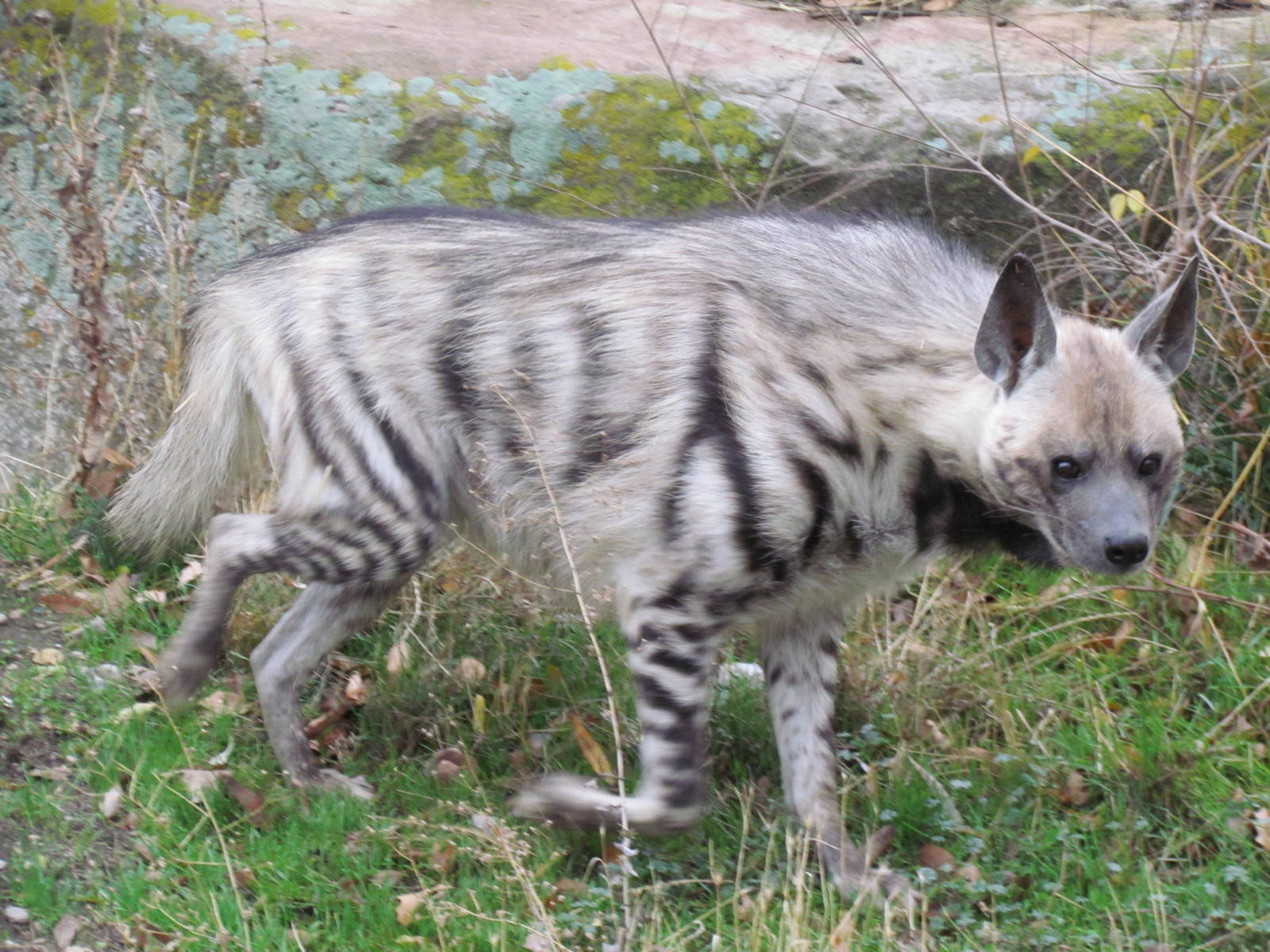 East African Striped Hyena