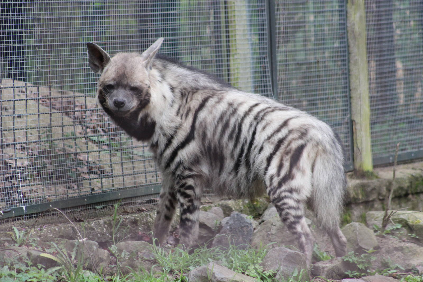 East African striped hyena