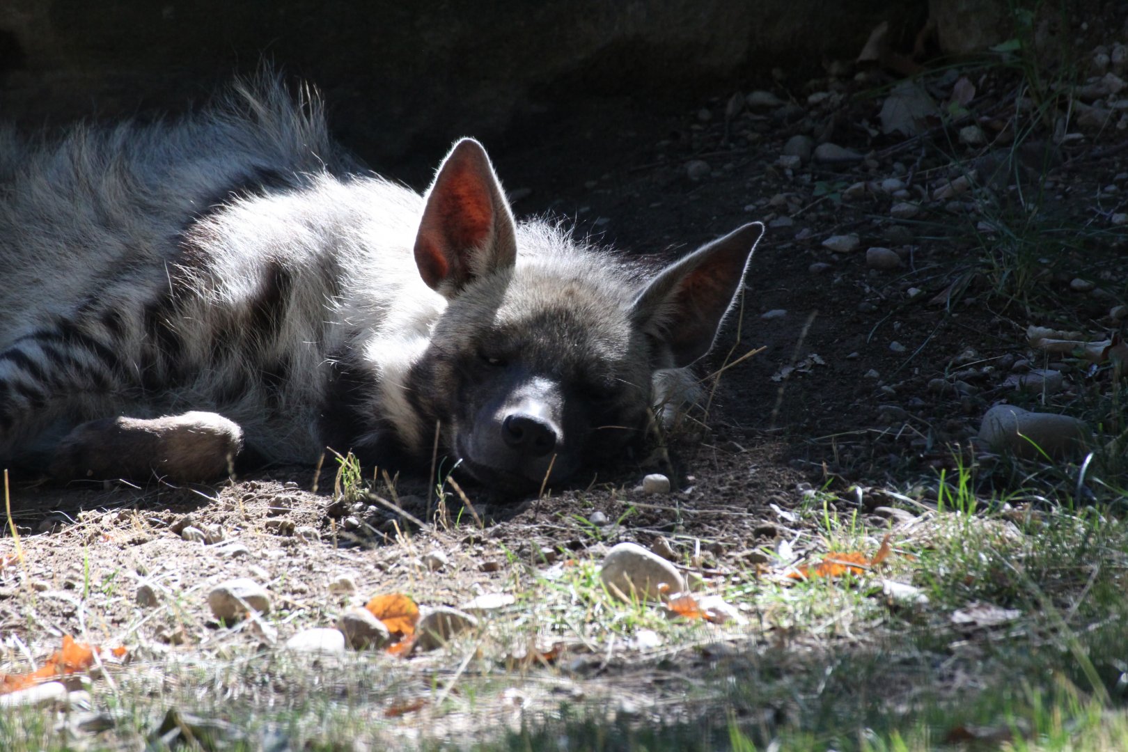 East African Striped Hyena