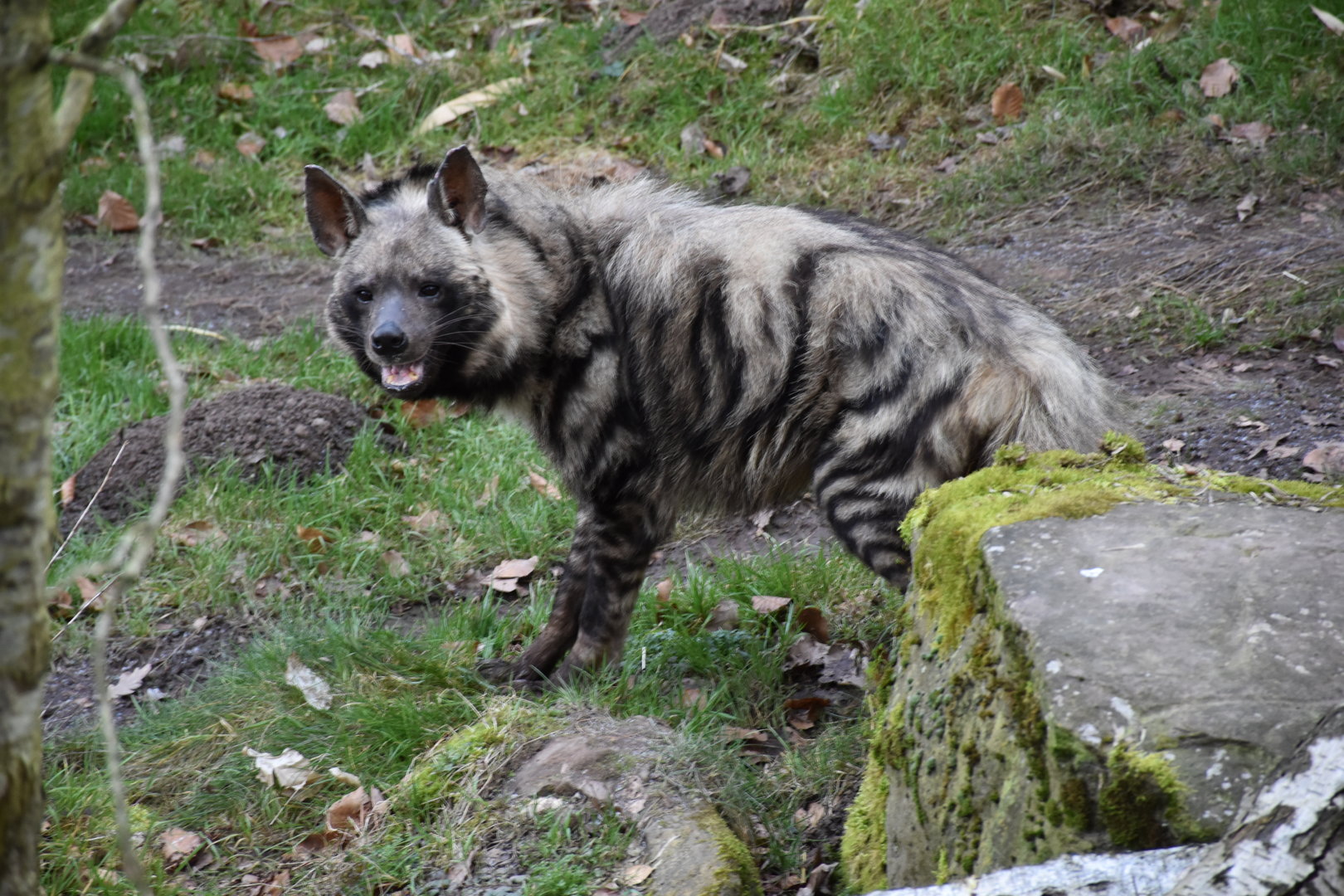 East African striped hyena