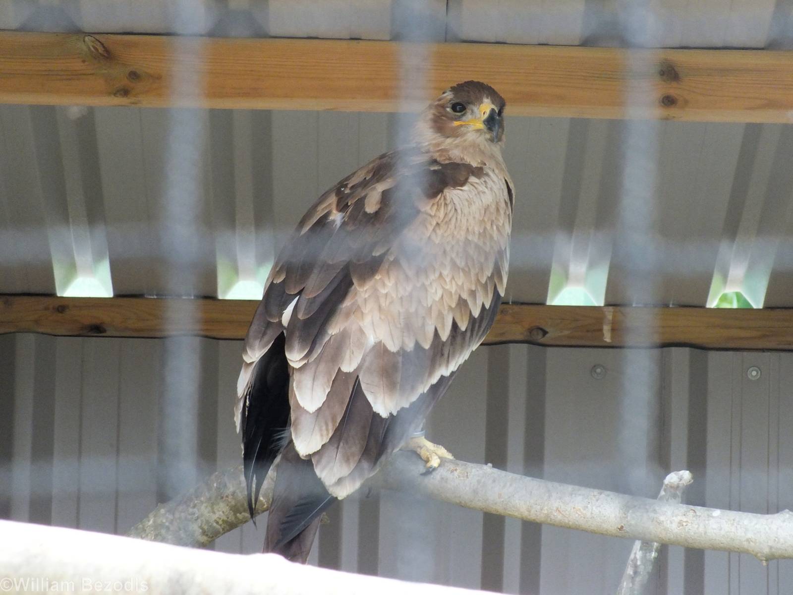 East African Tawny Eagle