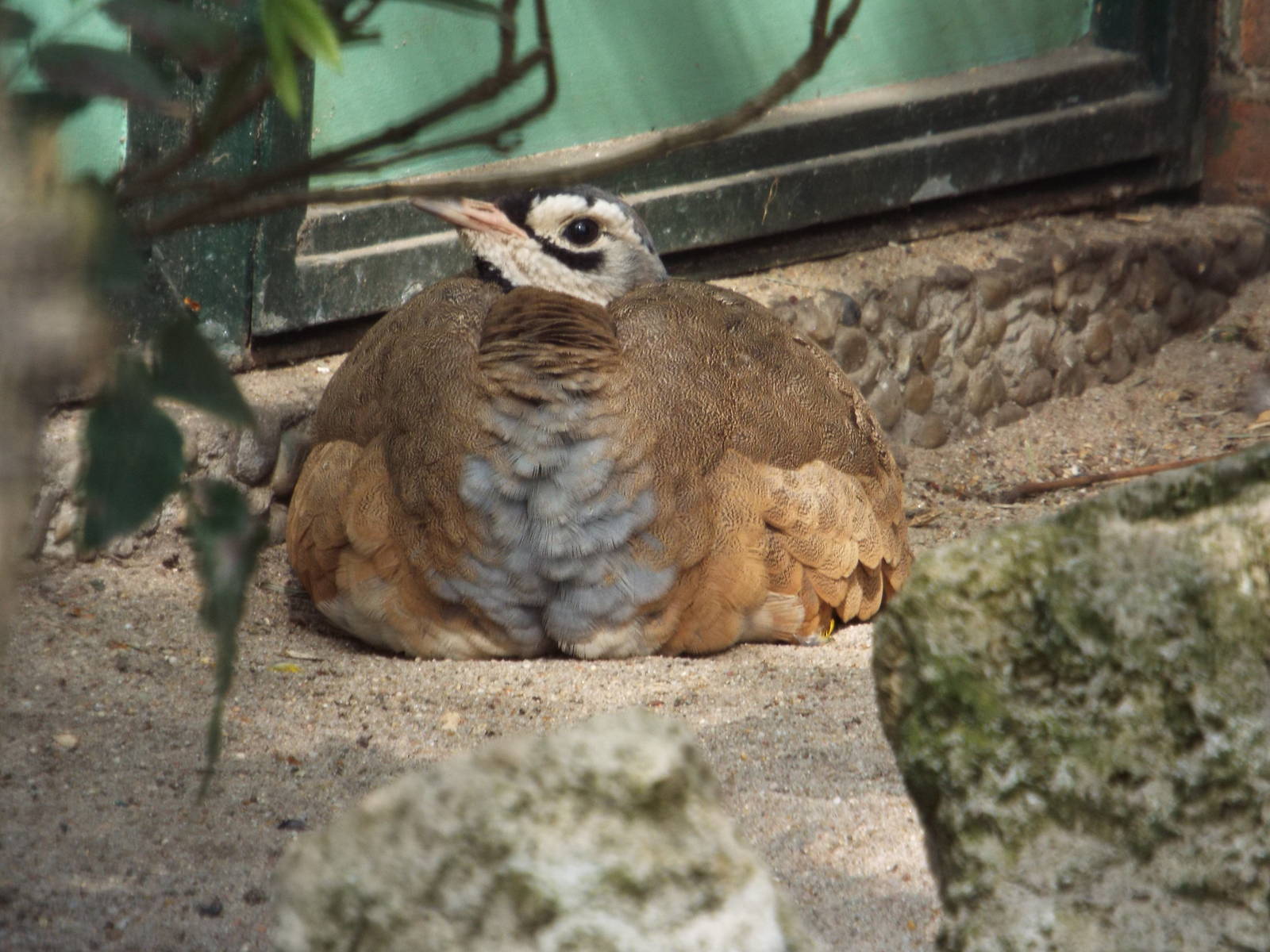 East African White-bellied Bustard (Eupodotis senegalensis erlangeri) at Zo