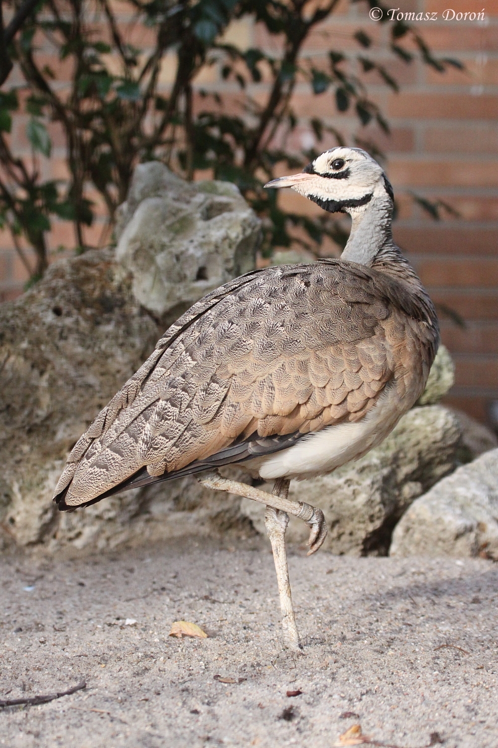 East African White-bellied bustard (Eupodotis senegalensis erlangeri) Octob