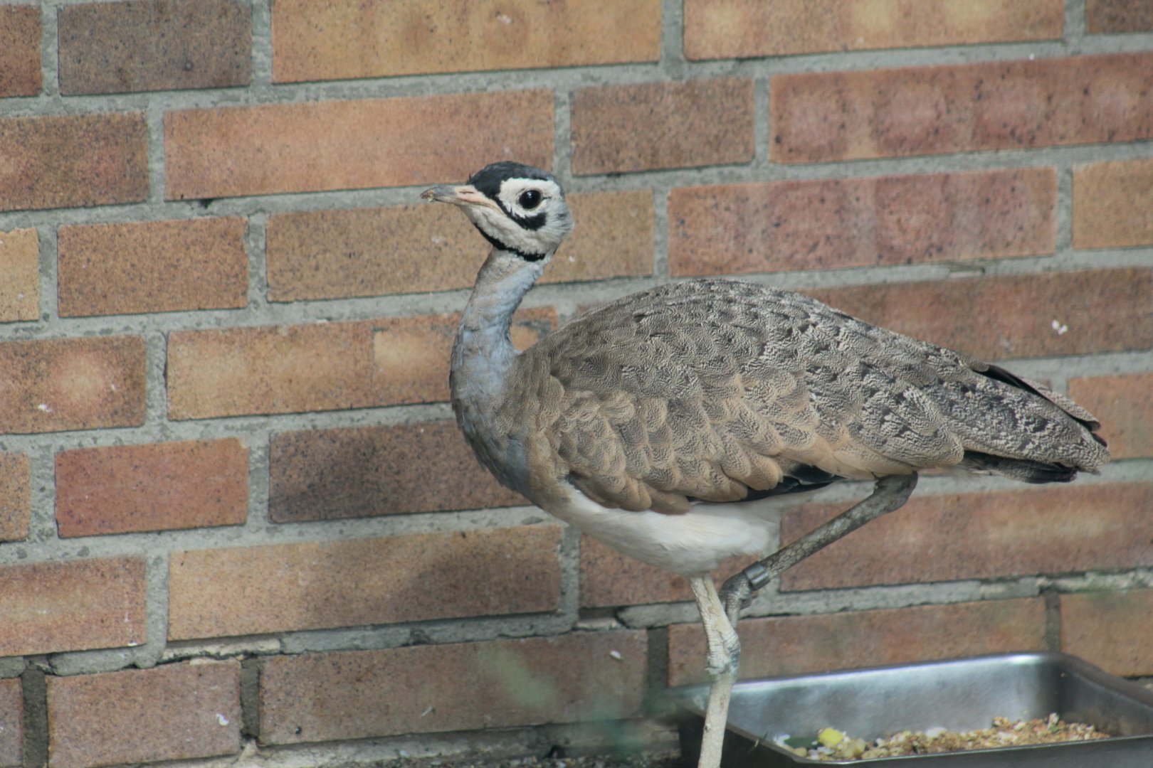 East African White-Bellied Bustard