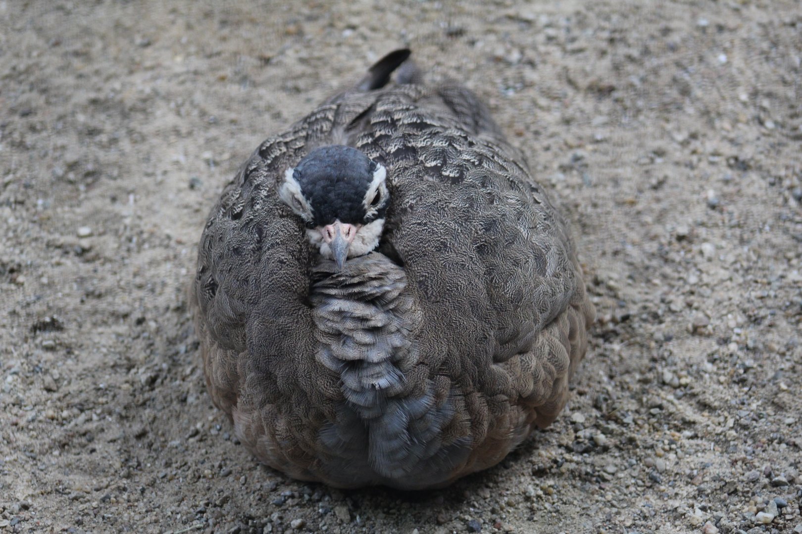 East African White-Bellied Bustard