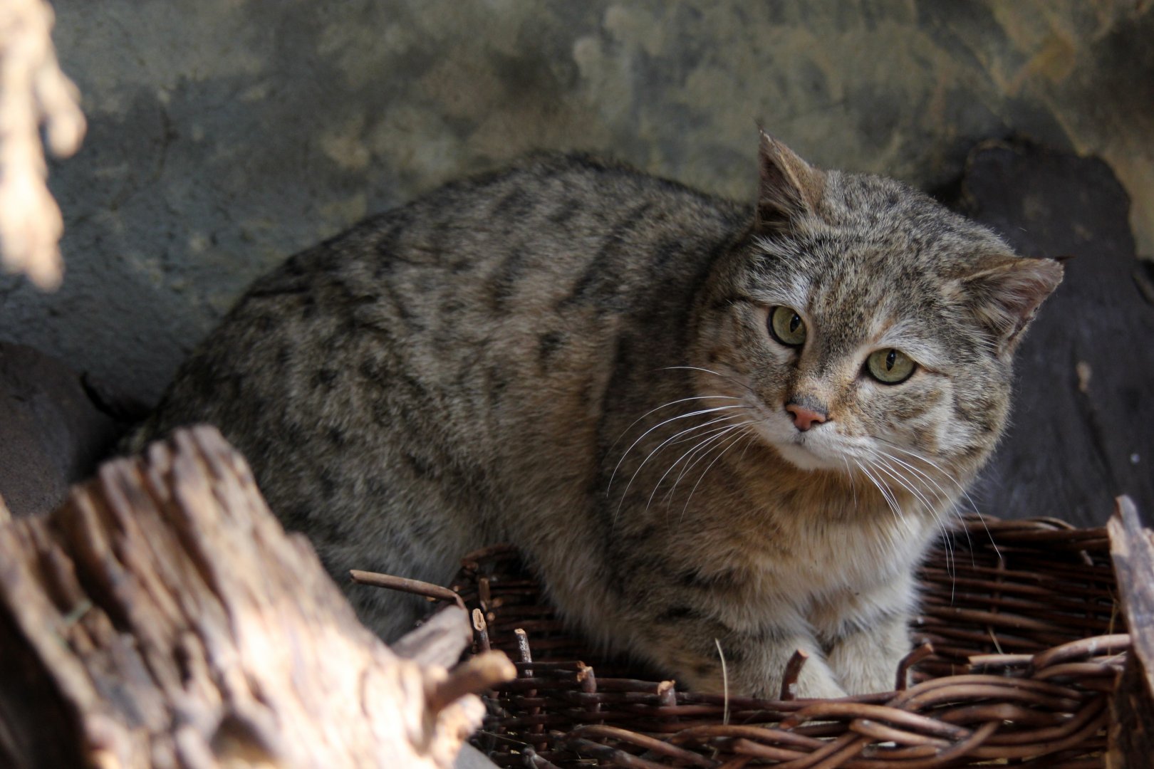 East African wild cat (Felis silvestris ocreata)