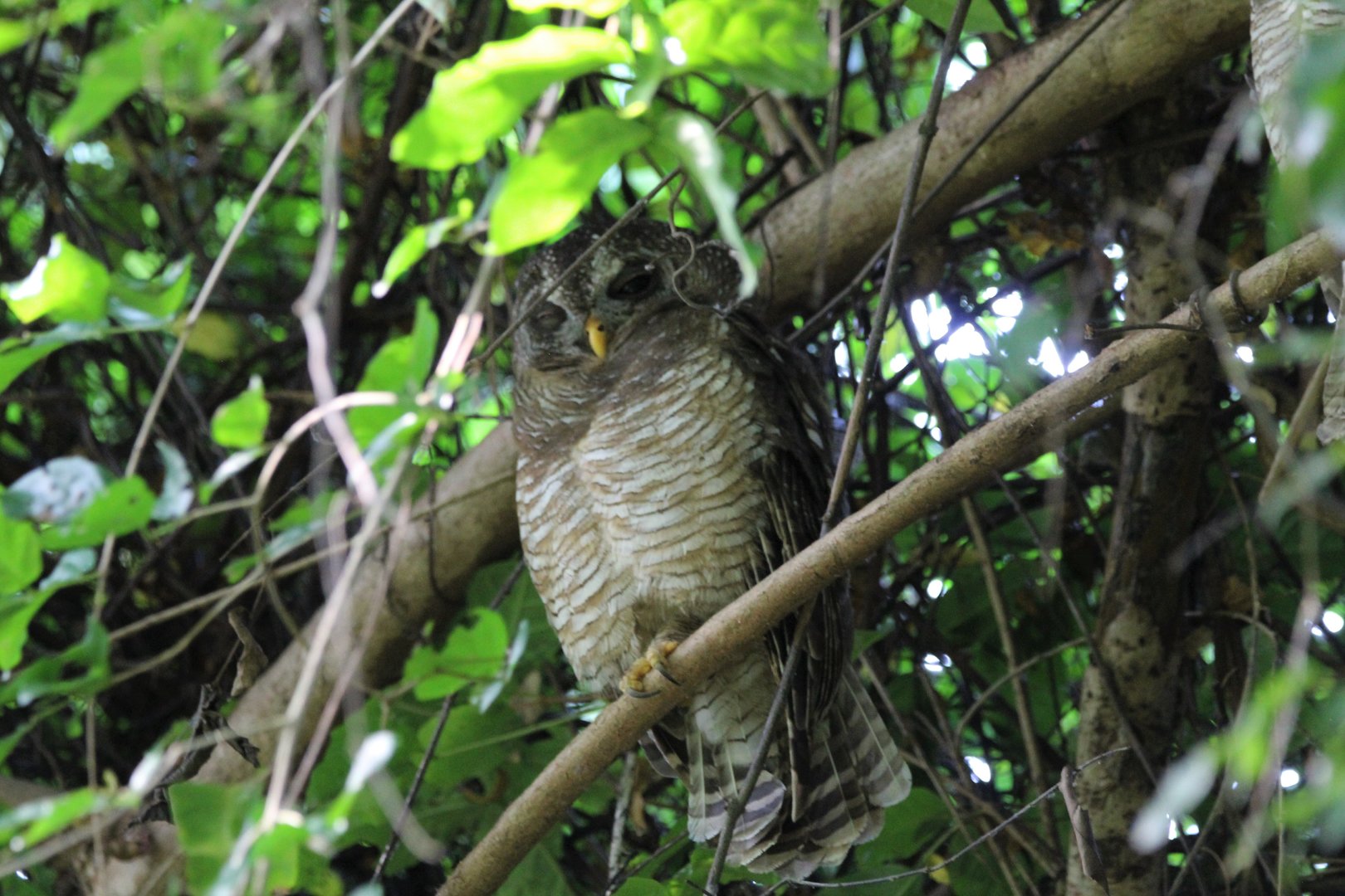 East African Wood Owl