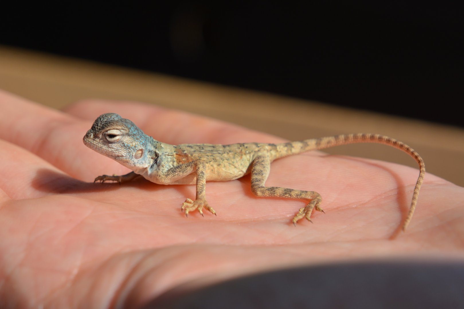 East Arabian desert agama (Pseudotrapelus jensvindumi)