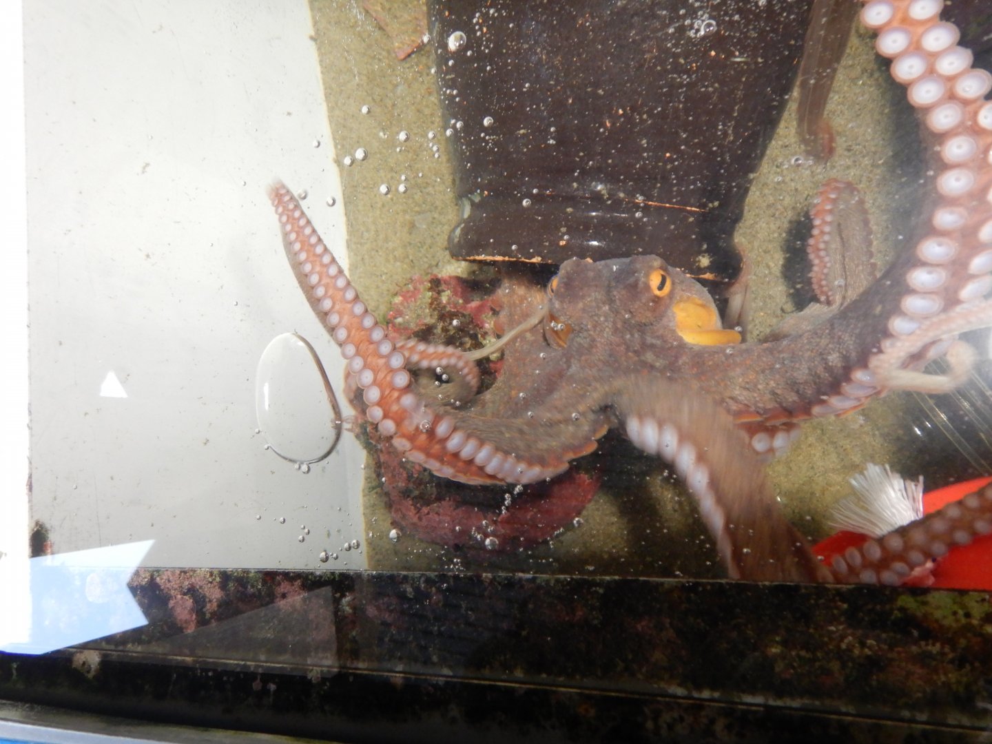 East-Asian Common Octopus (Octopus sinensis)