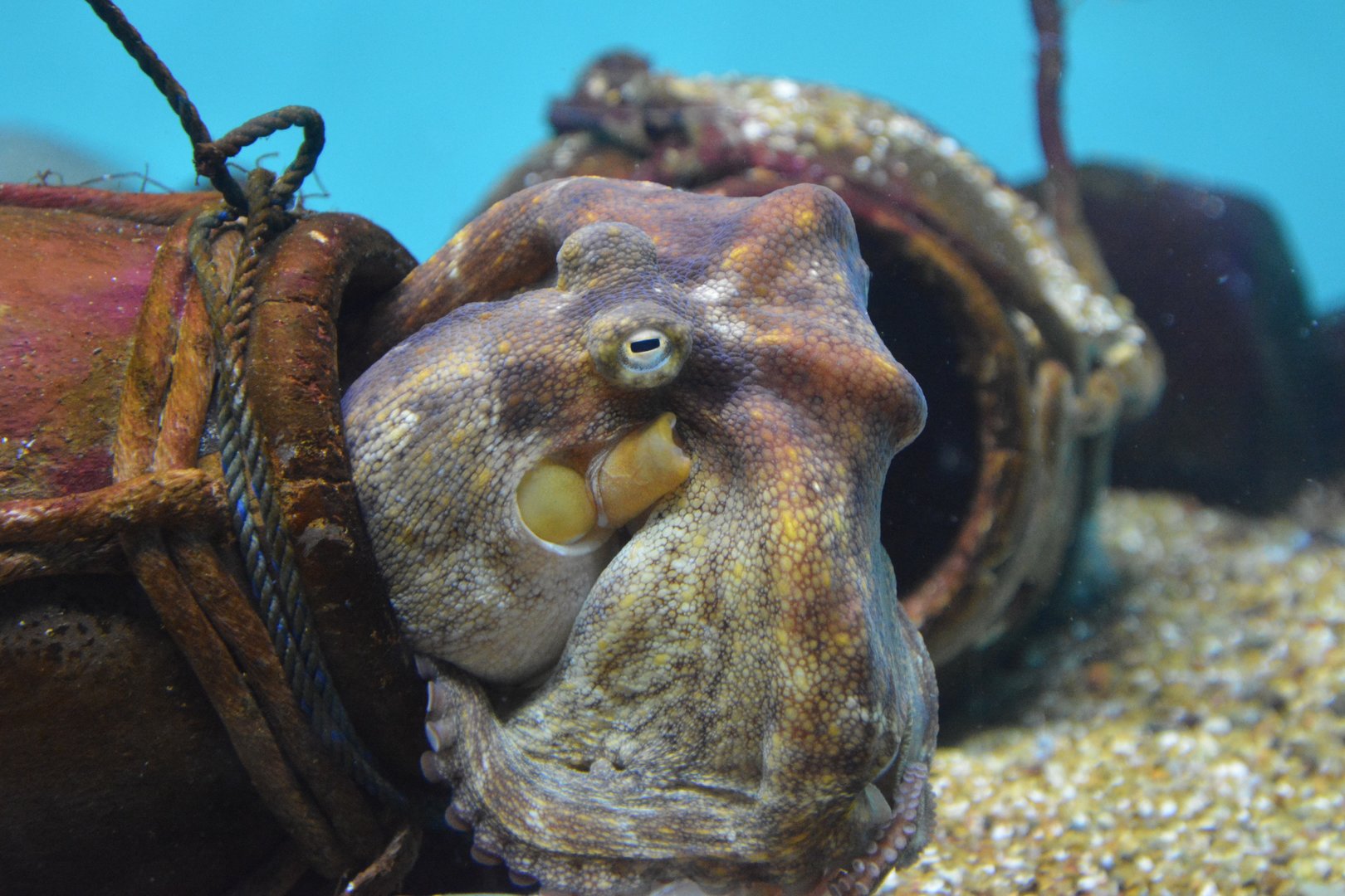 East Asian common octopus (Octopus sinensis)
