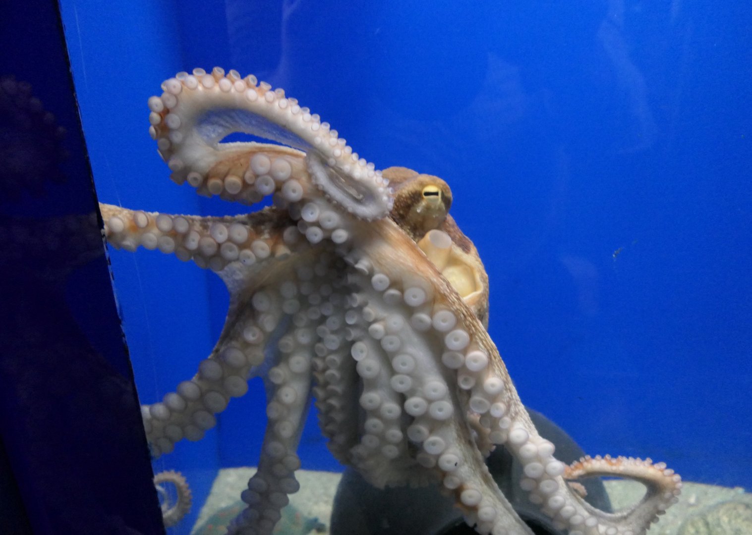 East Asian Common Octopus (Octopus sinensis)