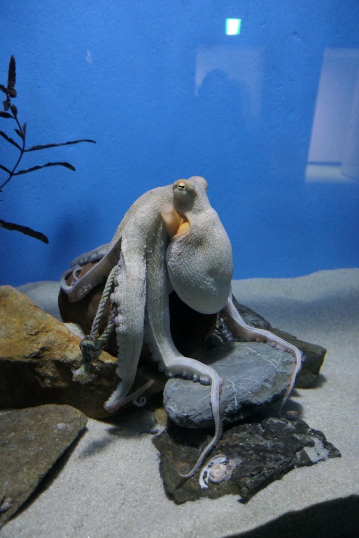 East-Asian Common Octopus (Octopus sinensis)
