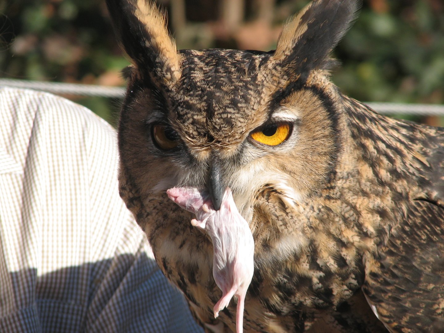 East Asian eagle owl portrait