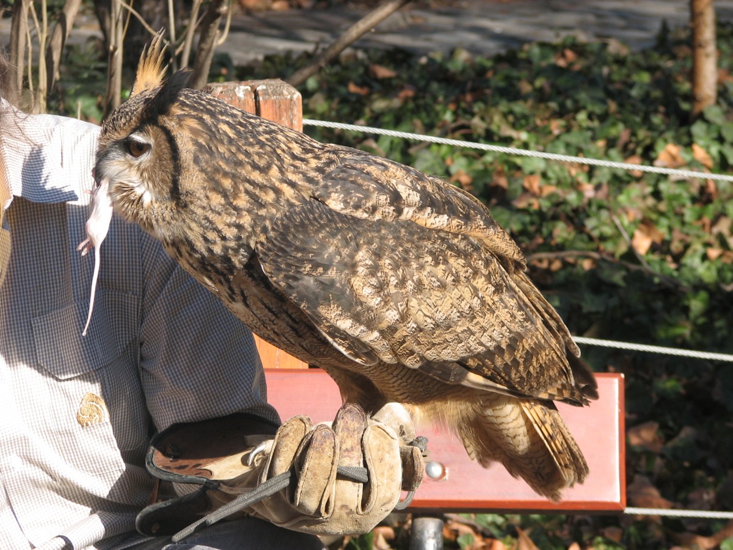 East Asian eagle owl with its trainer