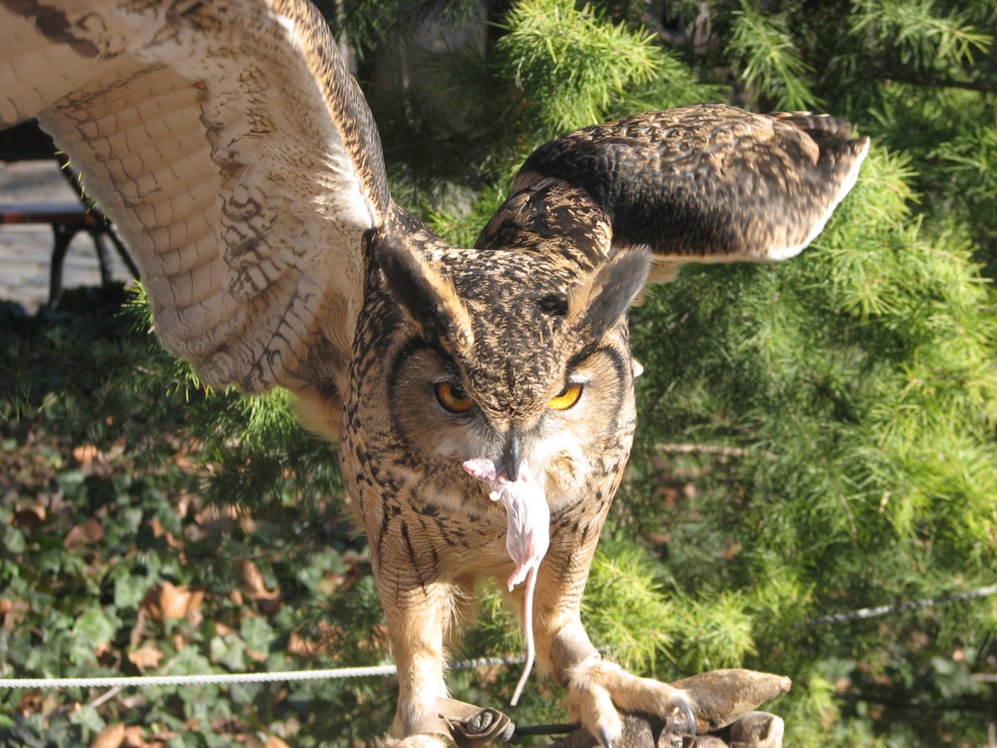 East Asian eagle owl