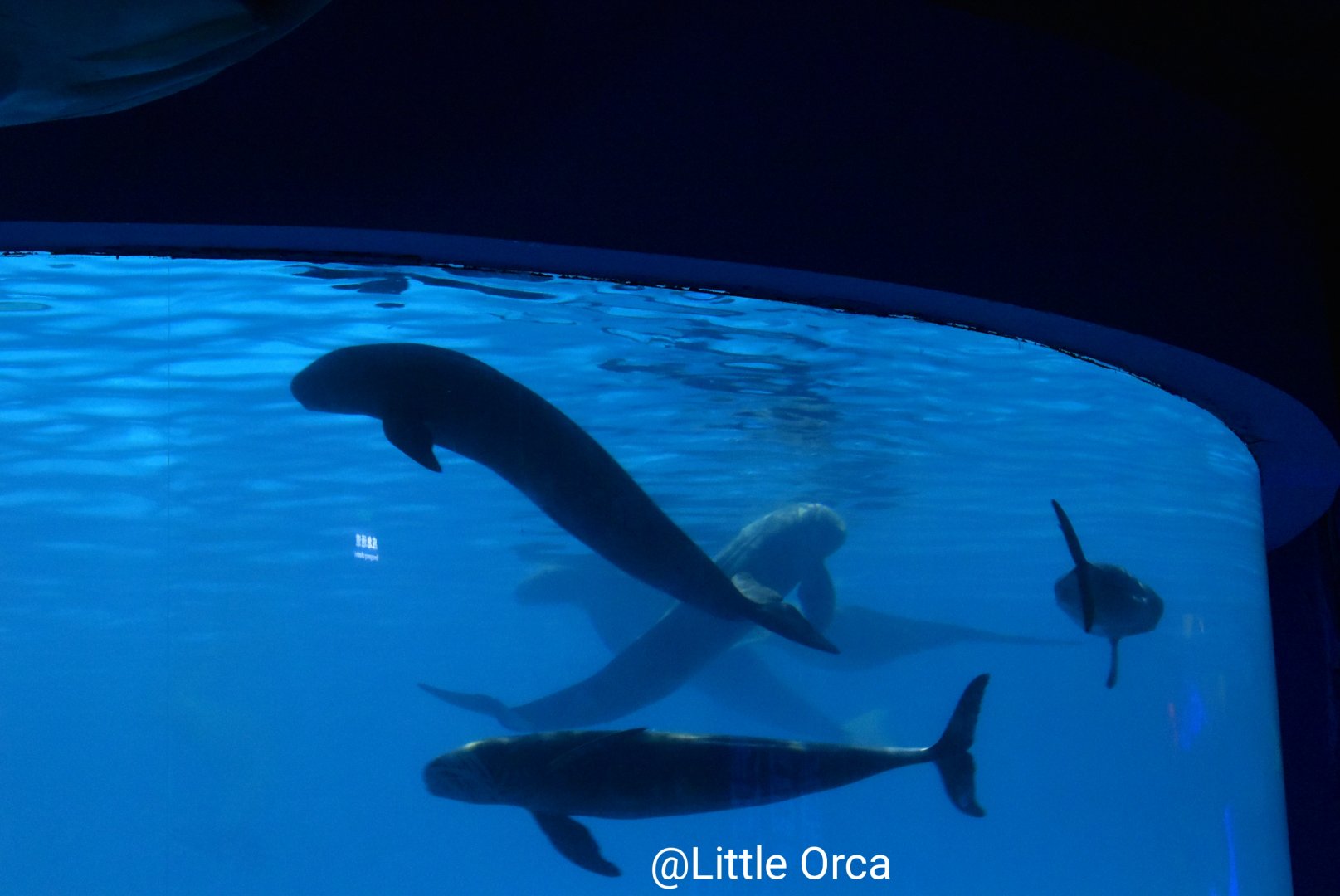 East Asian finless porpoise (Neophocaena asiaeorientalis sunameri)